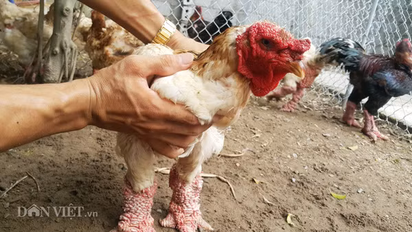 Anh Mạnh Quân, một chủ gà Đông Tảo ở huyện Khoái Châu (Hưng Yên) cho biết, Đông Tảo là một giống gà quý hiếm từng một thời cung tiến cho vua, chúa. Bởi thế mà giống gà này có giá bán rất cao, nhất là các con gà trồng, mái Đông Tảo thuần chủng trưởng thành chân khủng, đẹp mã có giá cao lên đến hàng chục triệu đồng là chuyện bình thường.