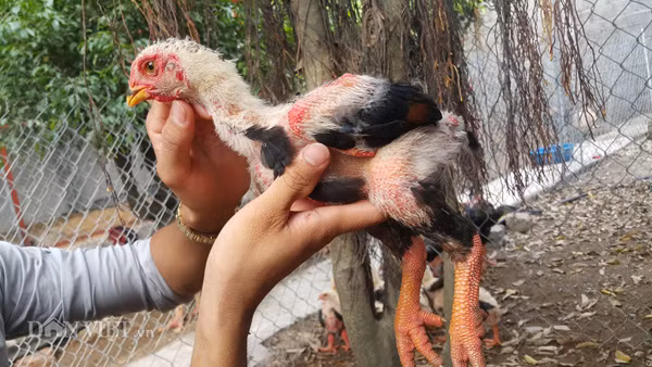 Các con gà giống được nhân ra từ gà bố, mẹ Đông Tảo thuần chủng tại trại gà Đức Quý luôn rất đẹp.