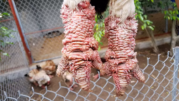 Con gà sư tử của anh Quý có đôi chân to, vảy thịt đẹp đỏ tươi rất đẹp. “Do là giống gà quý nên tôi chăm sóc nó rất cẩn thận, nhiều lúc còn cưng, chiều mê nó hơn cả người yêu” – anh Quý chia sẻ với phóng viên.