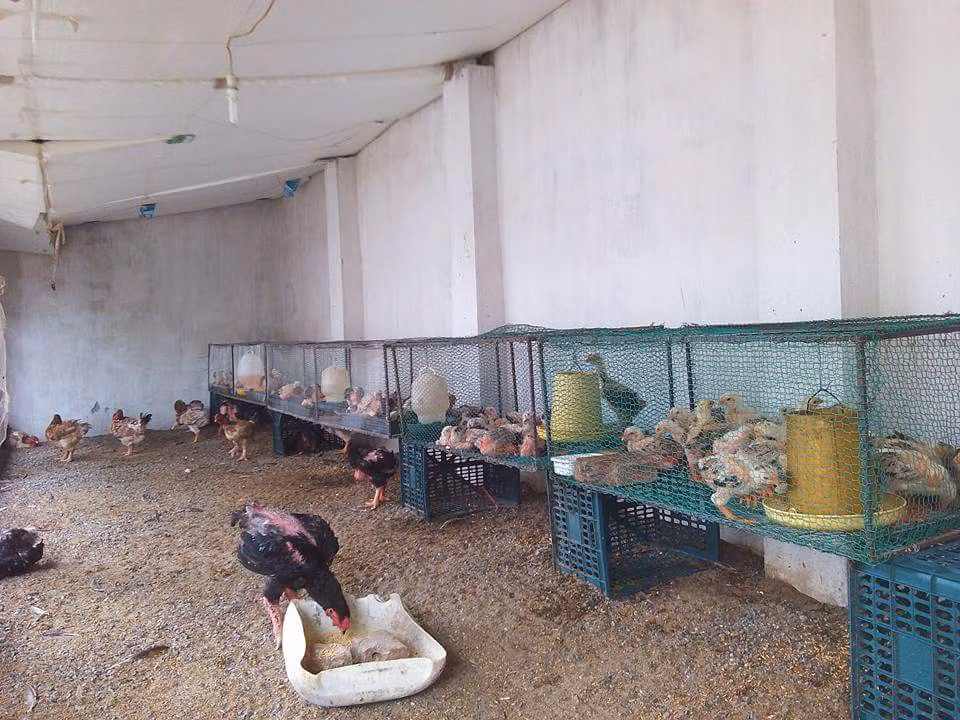 Chia sẻ với phóng viên, anh Quý cho biết, với diện tích trại rộng hàng trăm m2, hiện gia đình anh đang nuôi trên 300 con gà Đông Tảo, gồm gà giống và gà bố mẹ. “Trung bình mỗi năm tôi xuất bán cho khách khắp cả nước với số lượng lên đến cả nghìn con, trong đó có nhiều con trị giá trên 10 triệu đồng/con” – anh Quý tiết lộ.