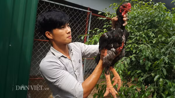 ... chải, vuốt lông cho gà.