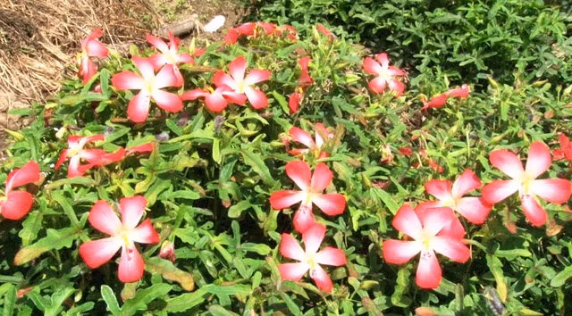 Bắt đầu từ năm 2008, từ mảnh vườn của gia đình, Vũ Công Định tiến hành nhân giống sâm bố chính. Cứ dần dần, qua năm này tới năm khác, chàng trai trẻ và gia đình mua thêm đất ruộng để trồng sâm bố chính, cây đinh lăng. "Nhớ hồi đầu, mình đã tìm tòi và trồng thử 3 công sâm bố chính. Sau gần 1 năm, mình thu hoạch được 4,5 tấn, bán với giá 300 ngàn/kg...Thấy hiệu quả nên cứ thế mở rộng và làm tiếp...", Vũ Công Định chia sẻ.