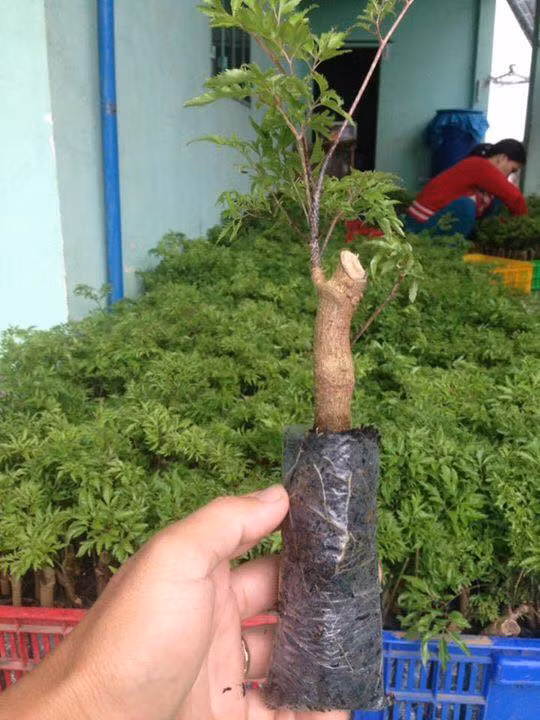 Hiện anh đã giao ước cùng UBND xã Phú Thuận A sẽ cung cấp cây giống và bao tiêu toàn bộ sản phẩm cho gần 10 hộ dân trong ấp Phú Hòa B với diện tích 2ha trồng đinh lăng và sâm bố chính, đồng thời trực tiếp hướng dẫn bà con cách gieo trồng và chăm sóc.