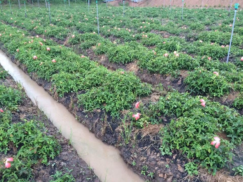 Mỗi lần anh Định thu gom trên 3 tấn các loại dược liệu, trong đó chủ yếu là sâm bố chính, đinh lăng, sau đó bán lại cho các công ty ký kết trong nước và Hàn Quốc, Mỹ, mỗi năm anh thu nhập cả tỷ đồng.