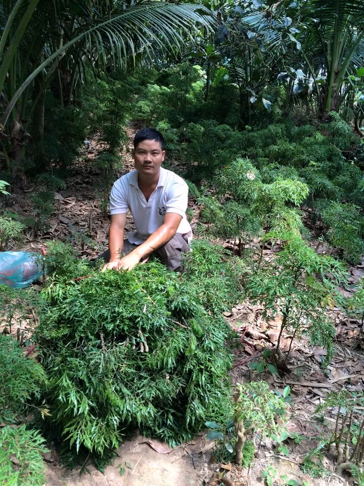 Can canh loai thuoc bo giup "soai ca" miet vuon thu 1 ty/nam