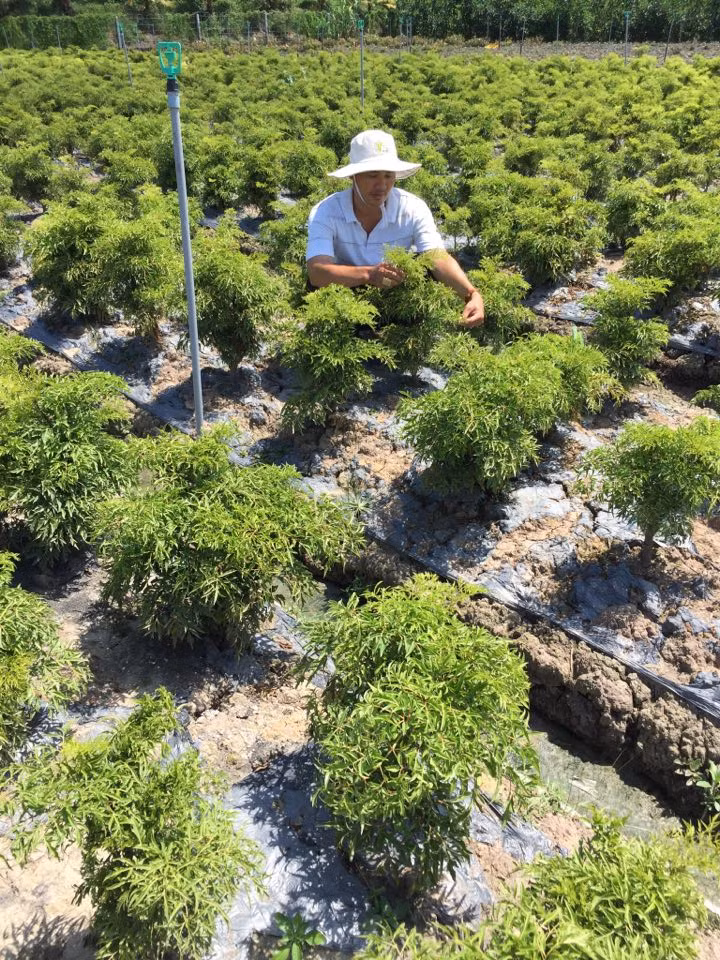 Thấy hiệu quả của cây sâm bố chính, anh Vũ Công Định tiếp tục đầu tư thêm 1,5ha, phân nửa trồng đinh lăng, phân nửa trồng sâm bố chính, đồng thời cung cấp cây giống và bao tiêu sản phẩm cho nông dân ở các tỉnh, thành như: Bình Dương, Bình Phước, Đồng Nai, Bình Thuận, Vĩnh Long, An Giang với 60.000 cây giống mỗi tháng.