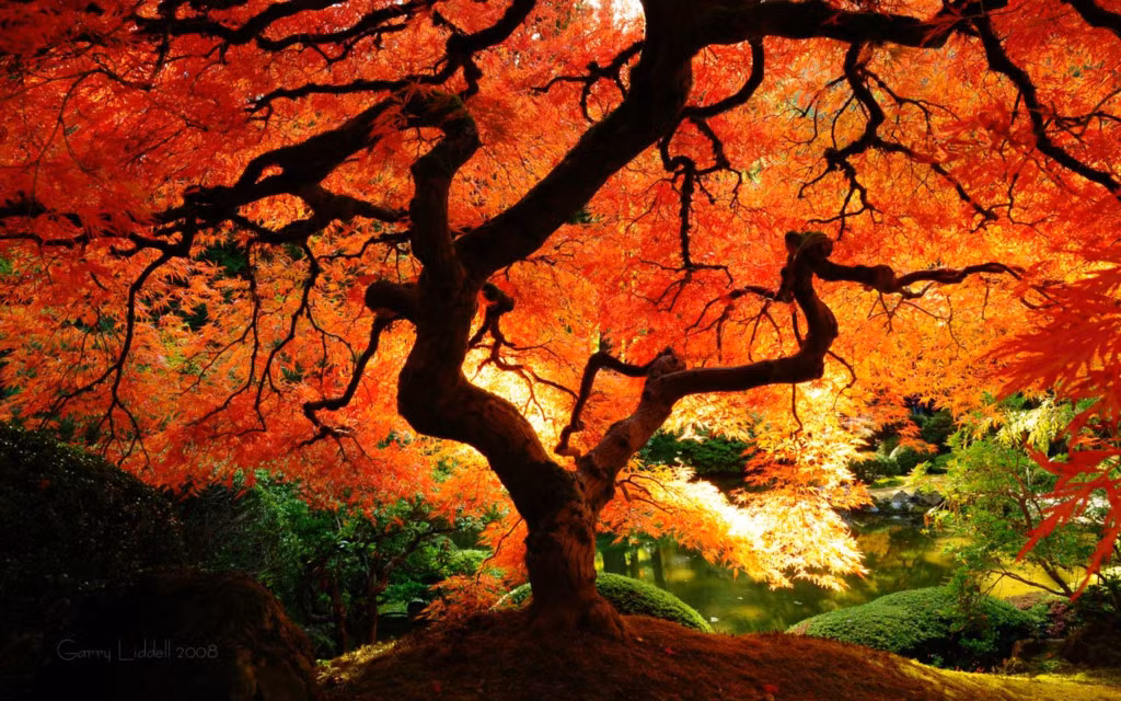 Ngo ngang 10 loai cay co thu dep nhat the gioi-Hinh-4