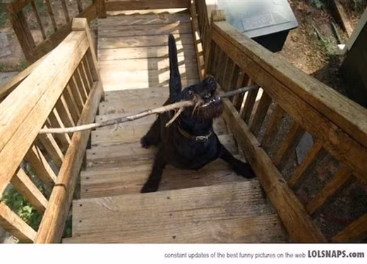 "Te ghe" nhung tinh huong gap nan ba dao cua thu cung-Hinh-6