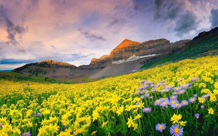 Vườn quốc gia Valley of Flowers, Ấn Độ Đây là công viên quốc gia lớn nhất ở dãy Himalaya. Vườn quốc gia này được thành lập vào năm 1982. Diện tích lên tới 9 000ha, được bao quanh bởi các khu rừng đẹp và thác nước hung vĩ. Người dân địa phương tin rằng, có những nàng tiên thực sự sống trong thung lũng và chăm sóc cho cánh đồng hoa này. Ở đây du khách còn có thể được chiêm ngưỡng các loài động vật và thực vật quý hiếm. Có hơn 500 thực vật đủ các chủng loại sinh trưởng tại vườn quốc gia này.