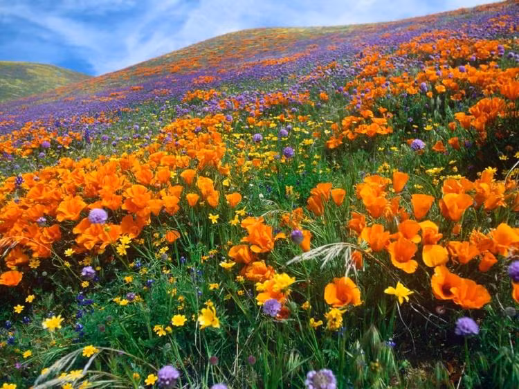 Thung lũng Antelope, Khu bảo tồn cá ngựa, Arizona, Mỹ Từ năm 1971, vùng Mojave này đã được tuyên bố là một khu vực bảo tồn. Những bông hoa phát triển và mọc thoải mái như một khu thiên nhiên hoang dại đã thu hút du khách đam mê tự nhiên từ khắp nơi trên thế giới. Có hơn 11km đường đặc biệt để du khách có thể ngắm nghía mà không dẫm phải hoa trong thung lũng.