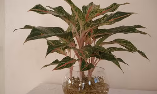 Du nha chat hep co nao cung nen trong cay nay trong nha