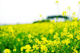 Kham pha cuc thu vi ve nguon goc thang Chap-Hinh-4