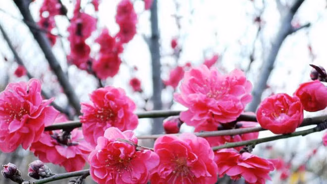 Kham pha cuc thu vi ve nguon goc thang Chap-Hinh-7