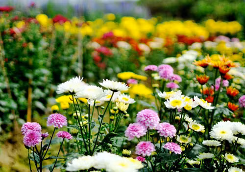 Kham pha cuc thu vi ve nguon goc thang Chap-Hinh-10