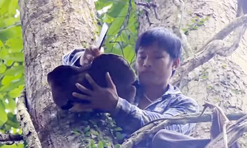 Lan loi rung sau san nam quy