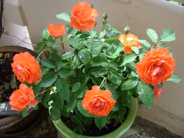 3/ Hoa hồng Thực chất, hoa hồng có thể trồng vào tất cả các thời điểm trong năm và với hoa hồng thì mùa nào cũng là mùa rực rỡ. Tuy nhiên, tiết trời se lạnh đặc trưng của mùa thu đông lại cực kì thích hợp với những giống hồng lai hoặc hồng nhập ngoại. Khí hậu của Việt Nam hoàn toàn có thể giúp loại hoa dễ trồng này ngoại sinh trưởng và phát triển như ở nước bản địa do đã được thuần hóa.