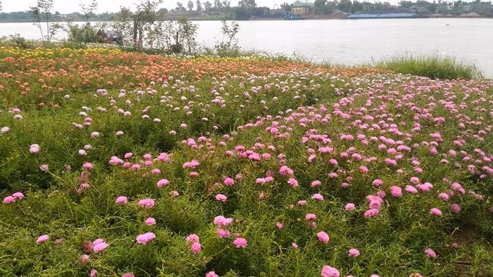 Cách đây ít giờ, trên một hội nhóm dành cho những người yêu hoa, một facebook T.M đã đăng tải những hình ảnh nhiều màu sắc đẹp lung linh về một cánh đồng hoa mười giờ. Theo đó, cả một cánh đồng hoa mười giờ với nhiều luống mười giờ các màu sắc đang nở rộ ven sông khiến khung cảnh nơi đây trở nên hết sức thơ mộng hữu tình.