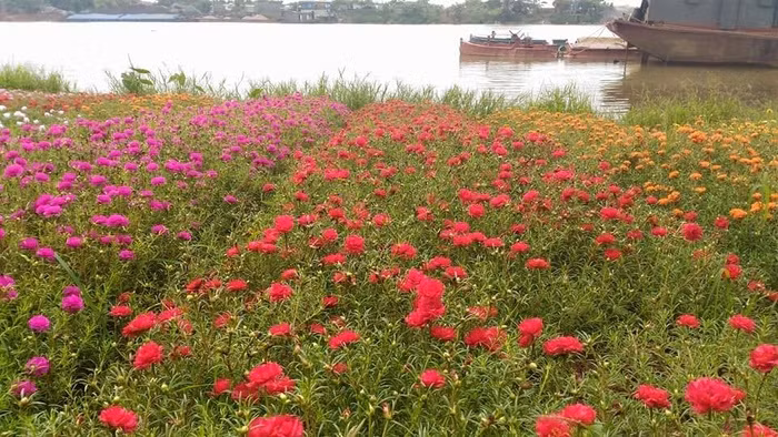 “Mua hoa mười giờ để nhân giống hoa vừa đẹp, vừa rẻ lại rất dễ trồng. Mua về chỉ cần giâm cành hoa xuống đất là sẽ nhanh chóng bén rễ và ra hoa ngay. Khi hoa nở, nhìn rực rỡ thôi rồi”, P.N nói.