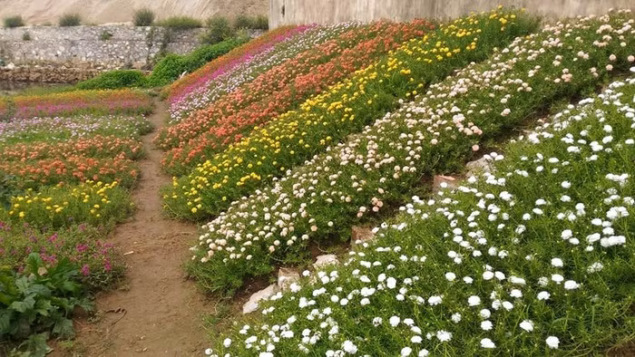 Hiện topic về cánh đồng hoa mười giờ đẹp lung linh vẫn hút sự chú ý của cộng đồng mạng, nhất là những phụ nữ yêu loài hoa nhỏ bé này.