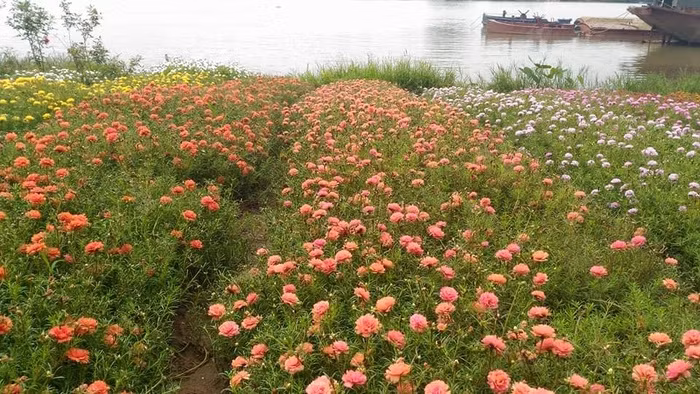 Rất nhiều cư dân mạng khác cho rằng, họ chỉ nhìn thấy hoa mười giờ được trồng nhiều ở ban công, sân vườn, bên ven đường chứ chưa bao giờ được nhìn ngắm tận mắt cả một ruộng, một cánh đồng hoa mười giờ như thế này.