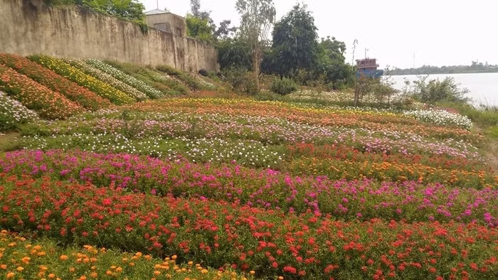 Khi xem những hình ảnh “đãi mắt” này, bất cứ ai cũng phải thốt lên: “Đẹp quá”, “Chưa bao giờ thấy nhiều hoa mười giờ như vậy”, “Ở đâu đấy bạn”, “Ôi đúng loài hoa mình yêu thích”… là những bình luận bất ngờ của dân mạng.