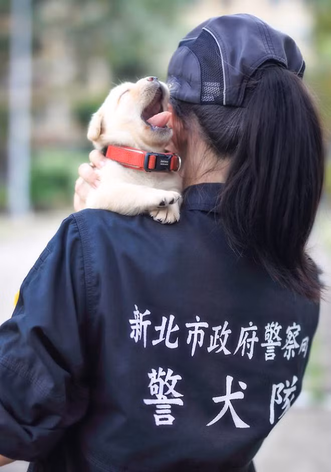 Trả lời cho câu hỏi đó, phòng cảnh sát đơn vị K-9 đã trình bày rõ ràng trên bài đăng của mình rằng những chú chó nhỏ mà các bạn thấy trên hình thuộc giống chó Labradors. Chúng khá hiền lành và có khả năng đánh hơi rất giỏi.