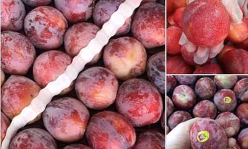 Man Nhat - My do ve Viet Nam: Gia gan 1 trieu/kg van dat khach