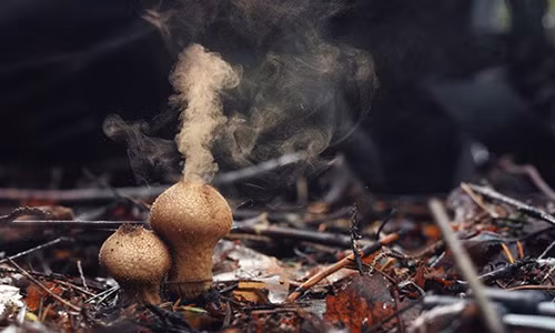 Ngo ngang loai nam co kha nang tao mua than ky