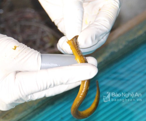 Cách người dân làm thịt lươn ở giáo xứ Rú Đất là lươn đồng được rửa nhớt bằng nước muối sạch, sau đó luộc rồi dùng dao rọc lươn. Thịt lươn lại được rửa qua nước gừng, để khô ráo cho vào từng bao ni lông và bỏ vào tủ đông lạnh đưa đi tiêu thụ khắp nơi. Ảnh: Văn Trường.