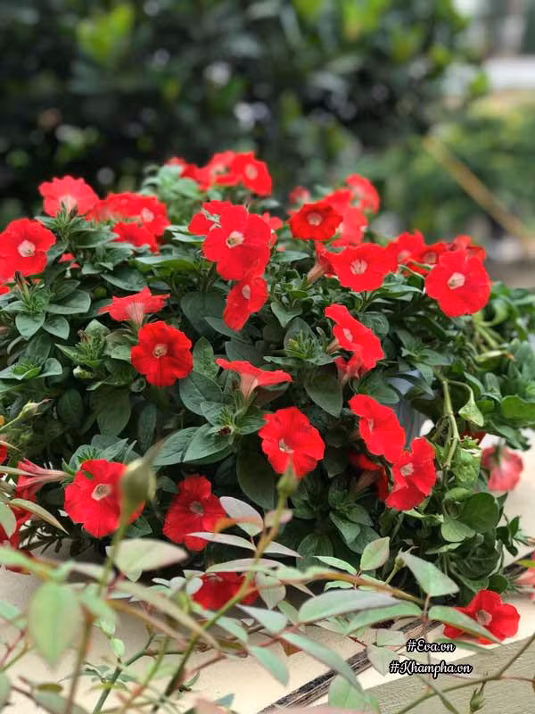 Vì cả ngày phải đi dạy, không có nhiều thời gian chăm cây nên khi đi làm về, chị thường dành thời gian chăm sóc bù cho chúng, thậm chí trong khi nấu cơm, chị cũng tranh thủ từng chút một. Đối với chị, hoa dạ yến thảo không chỉ làm đẹp góc ban công của ngôi nhà mà còn là không bình yên, thơ mộng để chị thả hồn, thư giãn ở đó mỗi buổi tối trước khi đi ngủ và mỗi sáng thức giấc.