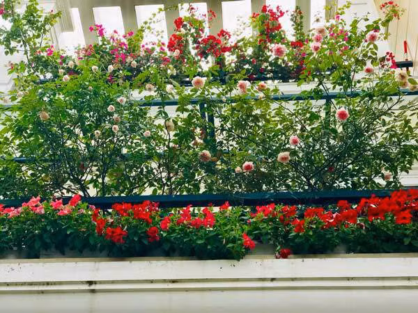 Chị Liên chia sẻ, nếu như trước đây, vợ chồng chị chỉ trồng được 2 chậu hoa dài thì hiện nay, con số ấy đã là 13 chậu, chậu dạ yến thảo dài bao quanh ban công tầng 2 và dạ yến thảo rủ trên các cột trụ ban công. Trong đó, chậu dạ yến thảo rủ và dạ yến thảo đứng được trồng rất nhiều.