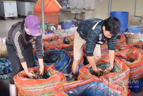 Giáo xứ Rú Đất hàng ngày người ,xe vào chở lươn đồng nhộn nhịp. Trong căn nhà 3 tầng khang trang của anh Nguyễn Văn Khẩn, có hàng chục lao động đang vận chuyển lươn nhập từ các nơi vào kho. Ảnh: Văn Trường.