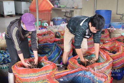 Giáo xứ Rú Đất hàng ngày người ,xe vào chở lươn đồng nhộn nhịp. Trong căn nhà 3 tầng khang trang của anh Nguyễn Văn Khẩn, có hàng chục lao động đang vận chuyển lươn nhập từ các nơi vào kho. Ảnh: Văn Trường. Giáo xứ Rú Đất hàng ngày người ,xe vào chở lươn đồng nhộn nhịp. Trong căn nhà 3 tầng khang trang của anh Nguyễn Văn Khẩn, có hàng chục lao động đang vận chuyển lươn nhập từ các nơi vào kho. Ảnh: Văn Trường.