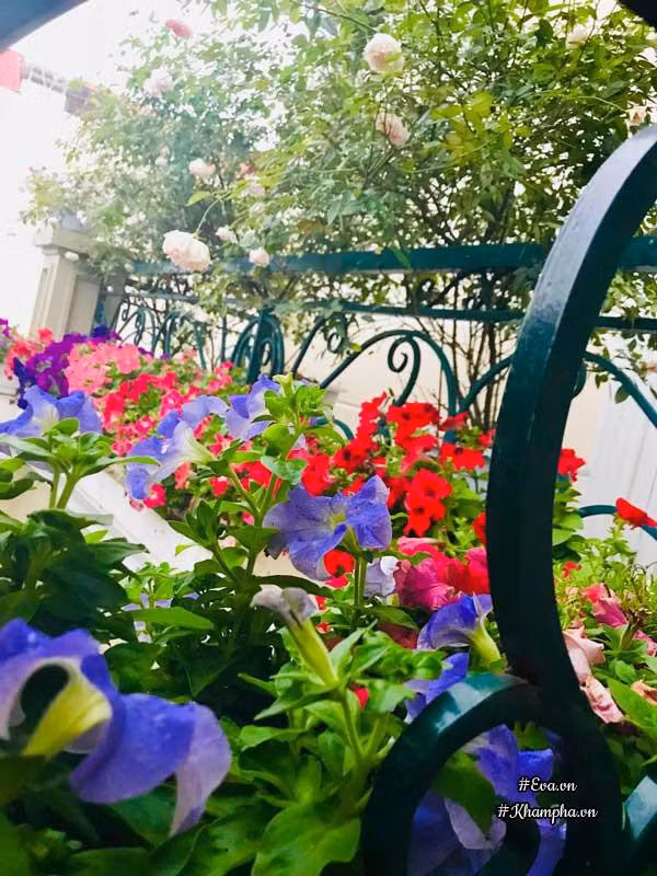 Chẳng biết từ khi nào, loài hoa dạ yến thảo đã "được lòng" rất nhiều người yêu hoa. Có lẽ bởi nó là loài hoa tượng trưng cho sự ấm áp, bình yên, khích lệ và được mệnh danh là hoàng hậu của các loài hoa. Mang nhiều màu sắc đẹp như màu đỏ tía, màu hoa cà, màu oải hương, hồng, đỏ, trắng, vàng,... bông hoa dạ yến thảo như một chấm màu nhỏ vẽ nên bức tranh đẹp, tô điểm cho không gian của người trồng. Góc ban công rực rỡ của gia đình chị Lê Thị Mai Liên (Hải Dương) đang sở hữu bức tranh như vậy.