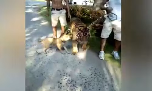 Quai di: Ho lon bi cho nho doa so co rum nguoi bo chay