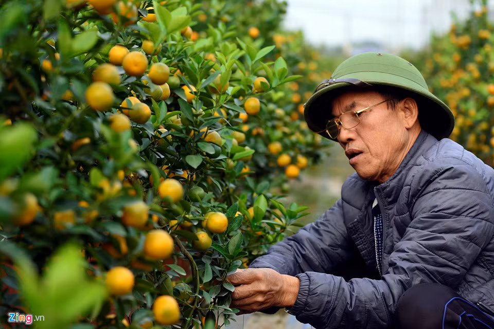 Anh Thảo cho biết hiện tại đã có khá nhiều đơn đặt hàng mua quất chơi Tết. Các cây trong vườn của anh có giá từ 2 - 6 triệu đồng (tùy kích thước và dáng).