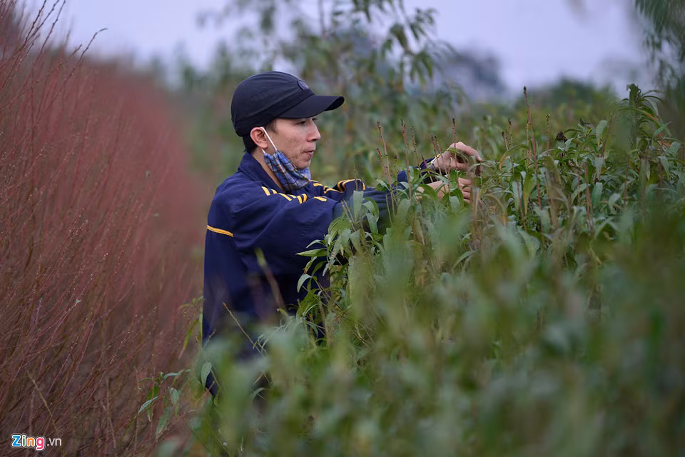 Anh Tuấn có kinh nghiệm hơn 10 năm làm nghề này cho biết đào năm nay đẹp hơn mọi năm. "Tôi hy vọng thời tiết không thất thường, để nông dân có thể bán đúng dịp Tết", anh chia sẻ.