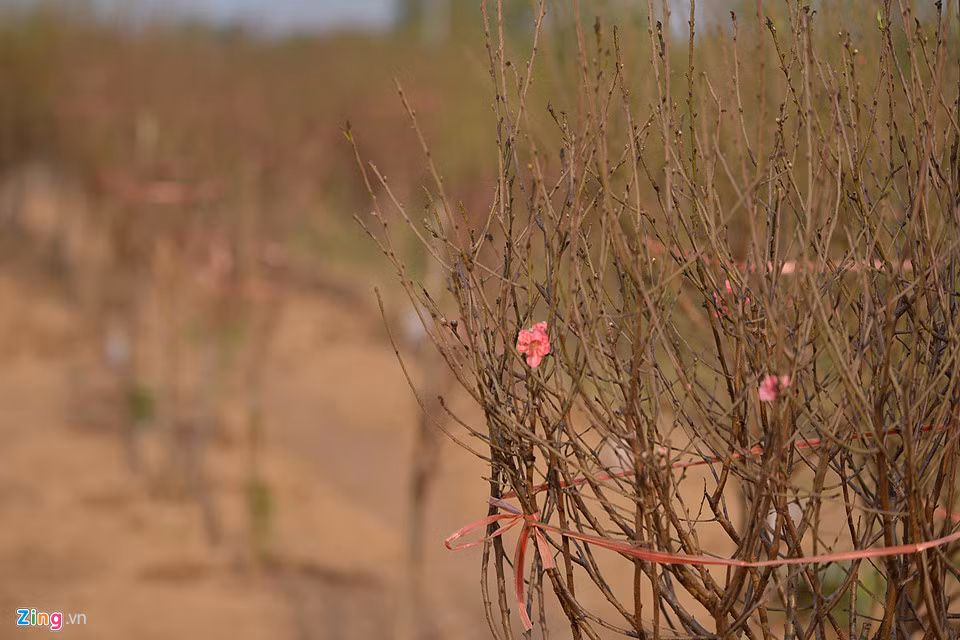 Nhiều gốc đào tại cánh đồng hoa Nhật Tân (quận Tây Hồ) đã lác đác trổ hoa. Người trông nom vườn cho biết do mấy ngày gần đây trời có nắng nên đào nở sớm.