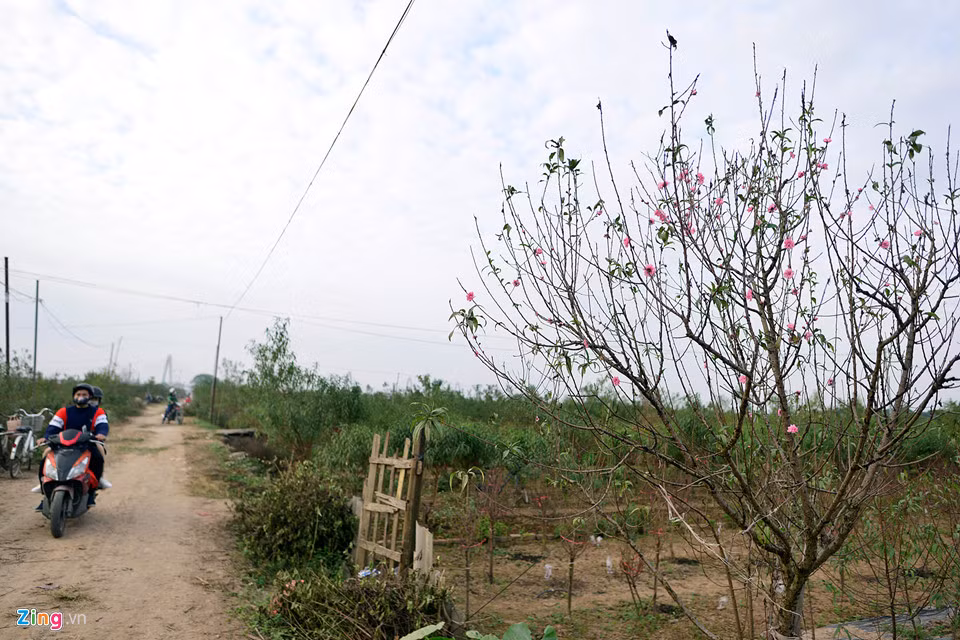 Các vườn trồng đào rừng, đào thế bắt đầu được phát giá từ 5 đến 10 triệu đồng/cây bao gồm cả cho thuê lẫn bán.