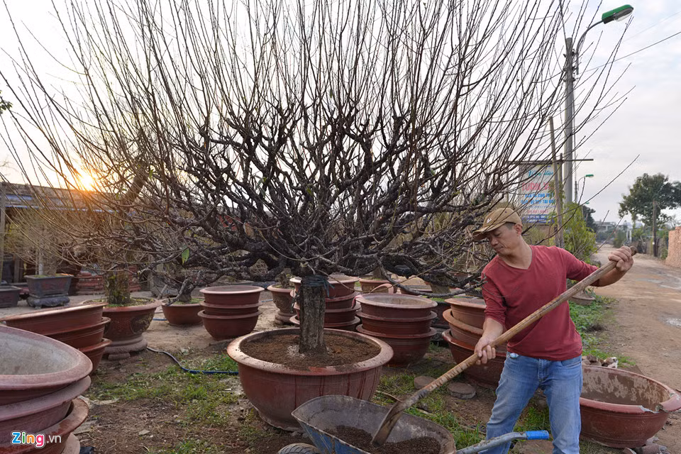 Người đàn ông này cho biết khoảng 10 ngày nữa sẽ có nhiều thương lái và người dân chơi đào đến vườn Nhật Tân để đặt mua và khảo sát thị trường. Những gốc đào lâu năm, thường được cơ quan công sở thuê về trưng Tết.