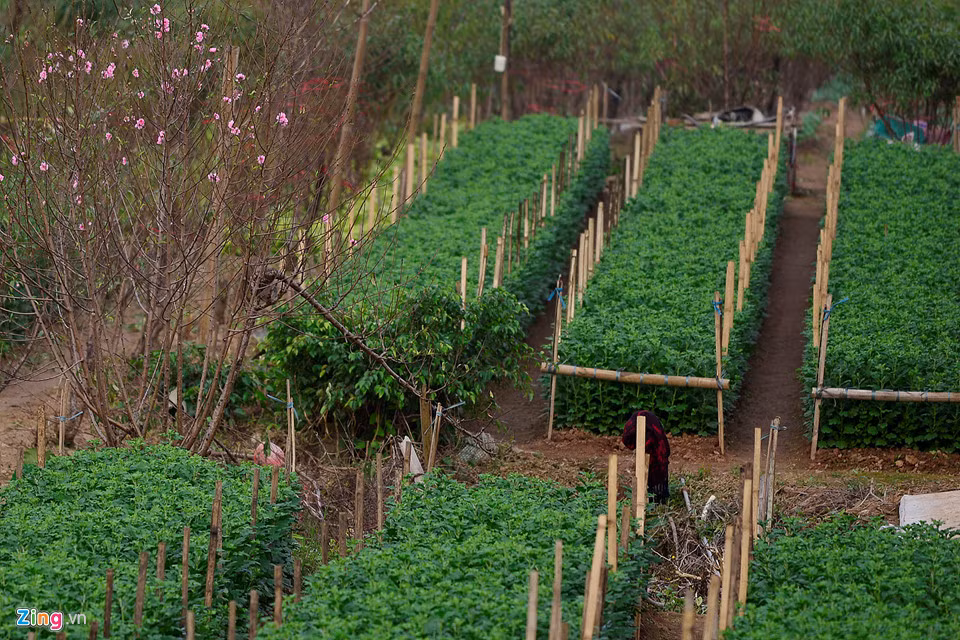 Nhìn quang cảnh cả cánh đồng vẫn một màu đen kịt. Chỉ một số vườn có hoa nở sớm, xen kẽ các luống đào. Người dân canh tác thêm nhiều loại hoa khác như cúc, hồng... để tăng thu nhập.