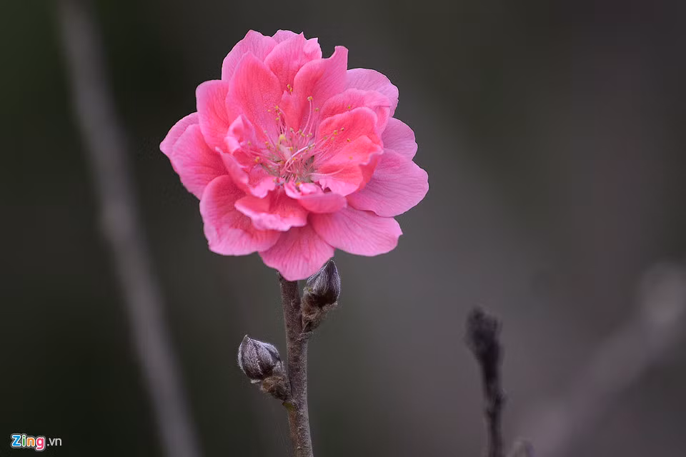 Tới đây, khách cảm nhận như không khí Tết đã cận kề. Từ nay đến thời điểm giao dịch đào còn khoảng một tháng. Chủ vườn cho biết cây nào nở rộ quá sẽ phải đưa tới chợ bán sớm.