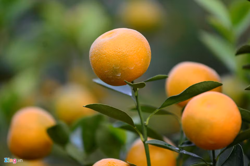 Tuy nhiên người trồng không lo ngại vì quất giữ được quả chín rất lâu.