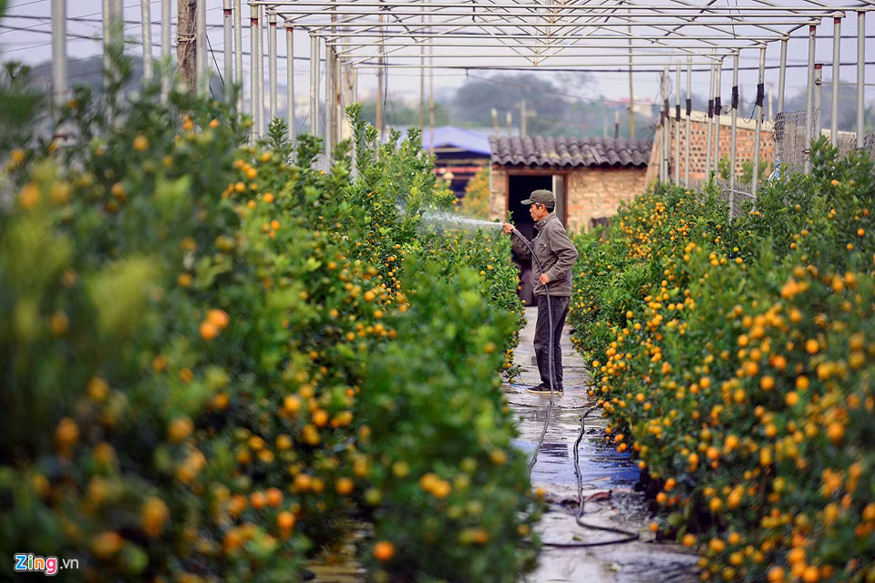 Cạnh đó, các vườn quất tại làng Nhật Tân cũng bắt đầu chín vàng.