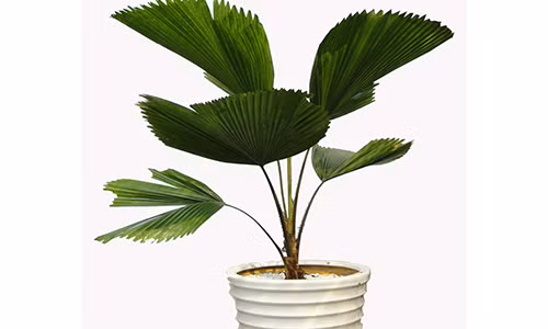 Khong trong cay co Nhat trong nha se phi ca doi