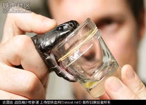 Chuyên gia lấy nọc rắn Nọc rắn có thể dùng để điều chế huyết thanh, sử dụng trong việc trị liệu nhiều căn bệnh lâm sàng liên quan. Nghề lấy nọc rắn cũng ra đời từ đó. Các chuyên gia trong lĩnh vực này thường gặp nhiều nguy hiểm đến tính mạng, bởi họ phải trực tiếp tiếp xúc với loài vật nguy hiểm này. Họ phải cầm đầu rắn, đưa răng nanh của chúng vào gần miếng nhựa ở đầu ống nghiệm, kích thích chúng tiết nọc để thu thập. Đương nhiên, mức lương của các chuyên gia cũng tỷ lệ thuận với độ nguy hiểm trong công việc. Họ nhận được 30.000 USD mỗi năm.