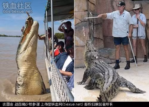 Chuyên gia tâm lý của cá sấu Những chuyên gia này sẽ đưa cá sấu lên bờ để nghiên cứu các hành vi của chúng. Chẳng hạn như phát hiện ra thói quen vô cùng ham chơi của chúng gần đây. Tuy nhiên, một số loài cá sấu thật sự vô cùng nguy hiểm, trung bình mỗi năm có thể giết chết hàng trăm, thậm chí hàng nghìn người. Vì vậy, tuy có mức lương cao ngất ngưởng (62.500 USD mỗi năm) nhưng không phải ai cũng can đảm “bán mạng” vì một trong những công việc nguy hiểm nhất hành tinh này.