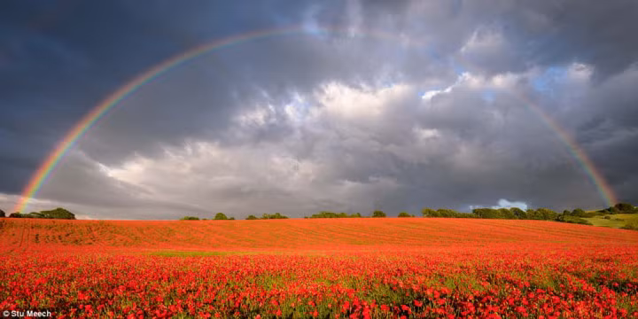 Cầu vồng xuất hiện sau cơn mưa trên cánh đồng hoa rực rỡ gần Salisbury, Wiltshire, Tây Nam nước Anh.