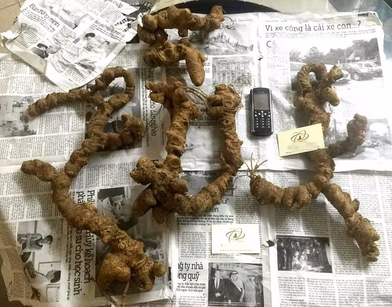 Rua chan cho ga ngan do, lon thao duoc gay to mo-Hinh-2