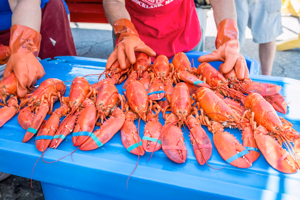 Du khách từ những vùng khác của tiểu bang cho tới khắp nước Mỹ, thậm chí từ cả châu Âu và châu Á, đến đây để thưởng thức những bữa tiệc tôm hùm tươi, các hoạt động giải trí đặc sắc... Năm nay, lễ hội diễn ra từ ngày 2/8 đến hết ngày 6/8.